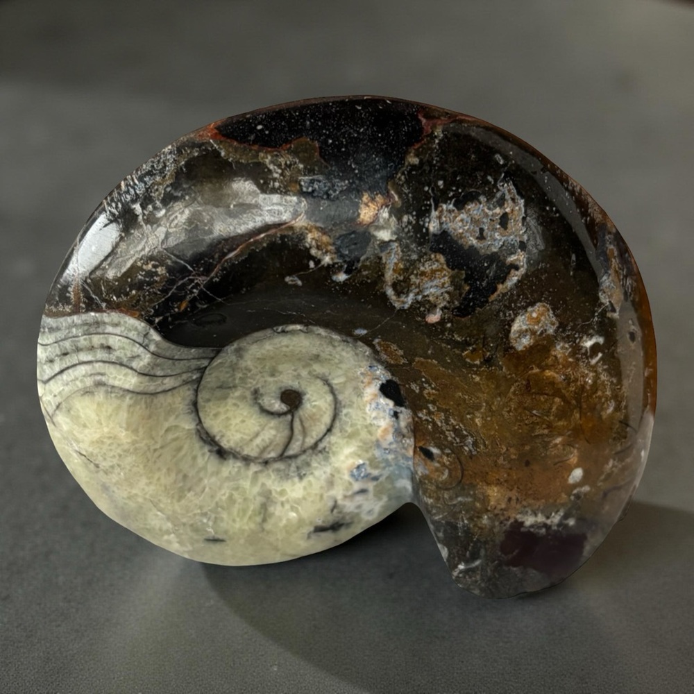 Large Pre-Historic Fossilized Ammonite - Polished Statement Specimen
